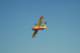 dsc_2282_small.jpg